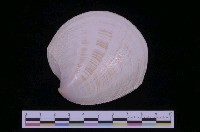 藏品(滿月鏡文蛤)的圖片